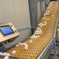 Eggproduksjon i Vanylven