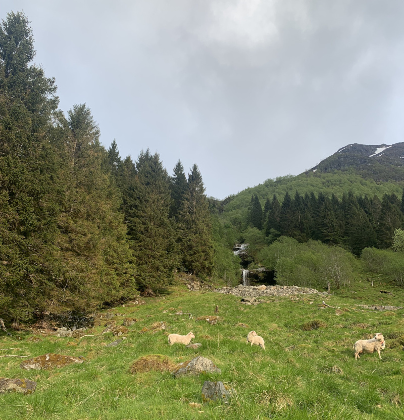 Sauer på beite, tett opp mot skogen